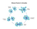 Binary fission in amoeba. Vector educational illustration